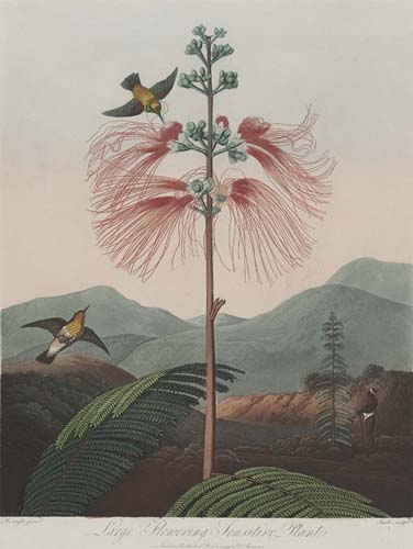 永遠（とわ）に花咲く庭 17-19世紀の西洋植物画 名古屋ボストン美術館 