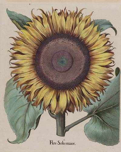 永遠（とわ）に花咲く庭 17-19世紀の西洋植物画 名古屋ボストン美術館 