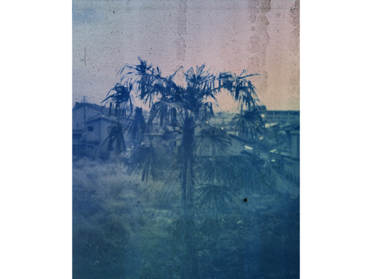 Alexandre Maubert　Palm tree　2014